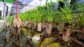 I Built Backyard Aquaponics System for Crawfish Raising and White Radish Water Spinach Growing [upl. by Eidob]