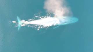 Rare images of blue whale feeding behavior [upl. by Yajiv]