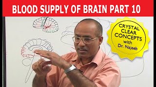 Blood Supply of Brain  Circle of Willis  Part 1011 [upl. by Reiche]