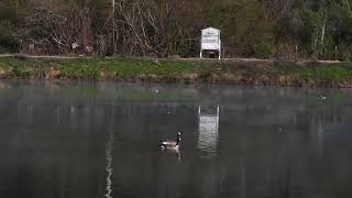 Bufflehead Duck and Canada Goose wastewater plant pond Quincy CA 30 April 2023 [upl. by Demmer690]