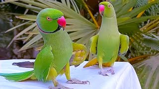 Funny Parrot Videos Compilation  Parrot Talking [upl. by Range]