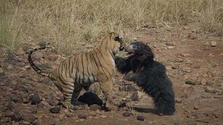 Incredible Video Shows Rare FaceOff Between Tiger and Mother Bear [upl. by Atir]