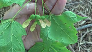 Identifying sugar maple [upl. by Atinauq]