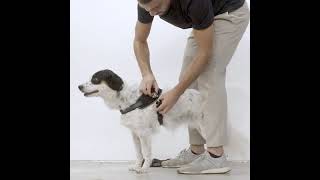 ZeeDog FlyHarness  Best for Pets [upl. by Zinn]