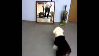 Sheepdog Puppy Confronts an Intruder [upl. by Giltzow269]