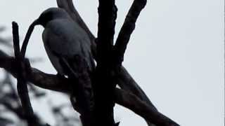 Blackfaced cuckooshrike Kellys Bush [upl. by Bohner]