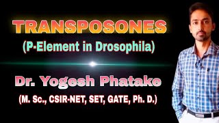 Transposones PElements in Drosophila Explained by Dr Yogesh Phatake [upl. by Clover778]