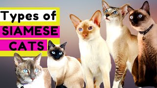 10 TYPES of SIAMESE CATS  Which Type Should You Choose [upl. by Monica725]