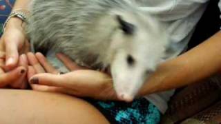 Cute Opossum Scent Marking amp Loving possum rehabilitation [upl. by Crandale67]