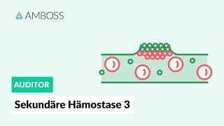 Sekundäre Hämostase  Teil 3  Gerinnung an negativen Oberflächen  Vitamin K  AMBOSS Auditor [upl. by Teece347]