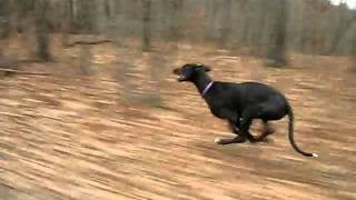 Dog running at 40 mph [upl. by Navoj]