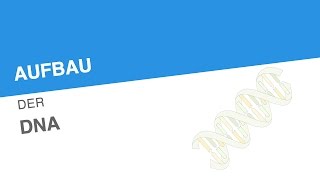 AUFBAU DER DNA  Biologie  Genetik und Entwicklungsbiologie [upl. by Eitsrik]