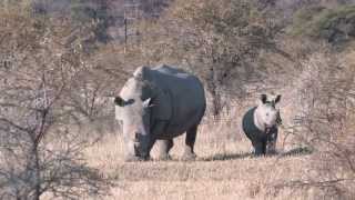 Marakele South African National Parks  Photos of Africa [upl. by Bopp521]