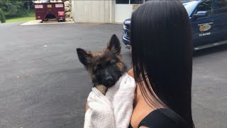 getting a german shepherd [upl. by Gnep]