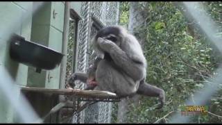 Birth of a Javan Gibbon [upl. by Kcira988]