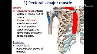 Muscles of the Pectoral Region  Dr Ahmed Farid [upl. by Lewap24]