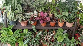 19 Types  Varieties Of Calathea  Prayer plant With Names And Comparison [upl. by Eciryt]