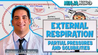 Respiratory  External Respiration Partial Pressures amp Solubilities [upl. by Eiroc444]