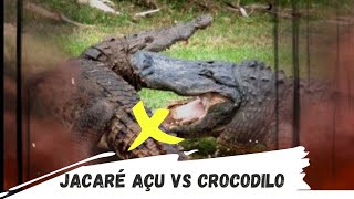 Crocodilo do Nilo vs Jacaré açu veja qual é o mais forte batalha animal [upl. by Laiceps]