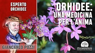 Orchidee una medicina per lanima [upl. by Aikan58]