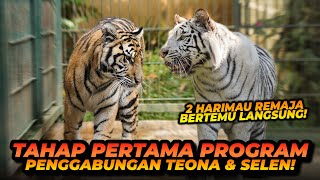 PROGRAM PENGGABUNGAN SELEN DAN TEONA  CAKAR SELEN KALAH TAJAM DENGAN CAKAR TEONA [upl. by Nnaarual313]