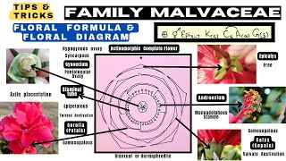 Family Malvaceae  Floral formula  Technical Botany  Floral diagram  Info Biodiversity [upl. by Waldo]