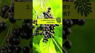 Top 10 Sambucus Black Elderberry Benefits healthyfoods superfood elderberry [upl. by Tirreg]