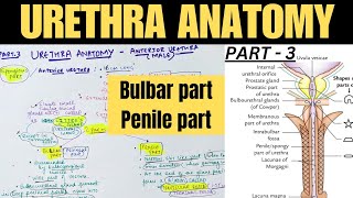 URETHRA ANATOMY 3  Anterior urethra  MALE URETHRA [upl. by Connors]