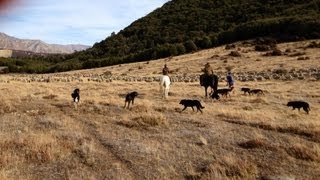 Autumn Muster At Mt White Station 2013 [upl. by Merla]