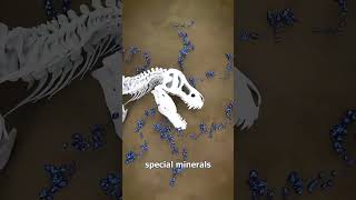 How Fossilization Occurs From Life to Stone brainbites facts shorts [upl. by Odella]