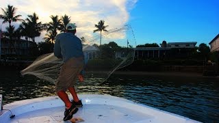 CAST NETTING WILD GOLDEN SHINERS OVER 500 IN 1 THROW [upl. by Fabyola]