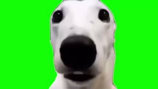 Shivering Dog Meme Green Screen [upl. by Uaeb]