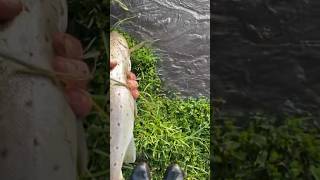 My biggest river trout this season Tasmania North West Coast fishing trout tasmania ￼subscribe [upl. by Anoyet]