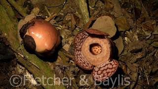 Timelapse Rafflesia flowers bloom and die over ten days Malaysia 51180uhd [upl. by Ezechiel]