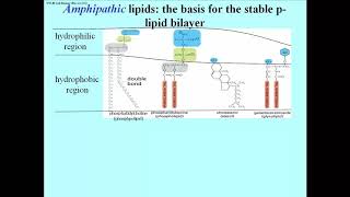 276 Membrane Lipids and the Phospholipid Bilayer [upl. by Sadnak]