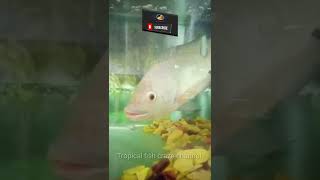 Tilapia Fish In Aquarium Big Size [upl. by Auqined]