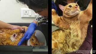 This cat was living with a MASSIVE open wound RecoveryTale [upl. by Einaoj]