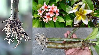 SUPER EASY Method To GROW Plumeria Champa From Cuttings [upl. by Kristoffer101]