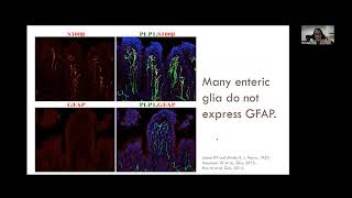 Basic Concepts in Neurogastroenterology GI Dysmotility Role of nonneuronal cells [upl. by Ardnuahs]