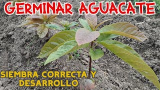 🥑🥑 MÉTODOS amp SIEMBRA CORRECTA PARA GERMINAR AGUACATE O PALTA PREPARACIÓN Y DESARROLLO DE SEMILLA [upl. by Triny]