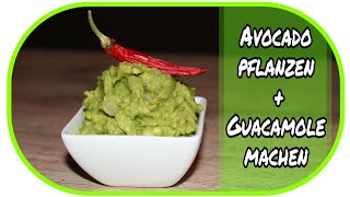 🌻 Avocado pflanzen  Guacamole machen 🌻 Garten  Anzucht  Low Carb Rezept [upl. by Fernandes]