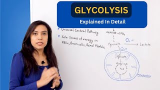 Glycolysis Pathway Explained  biochemistry [upl. by Hcelemile295]