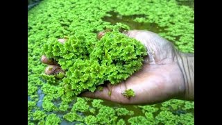 Azolla Cultivation Demo [upl. by Proud998]