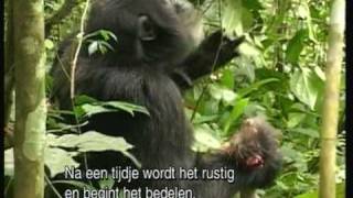 PREDATORS  Meat Eating Chimps [upl. by Jerrome646]