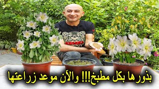 بذورها بكل مطبخ و تؤكل أوراقها و أزهارها و بذورها و الآن موعد زراعتها [upl. by Nuli442]