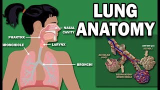 Biology Help The Respiratory System  Gas Exchange In The Alveoli Explained In 2 Minutes [upl. by Meerek]