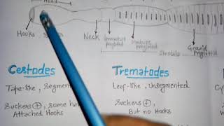 Cestodes trematodes and nematodes। Parasite classification । Definitive and intermediate host [upl. by Anicnarf]