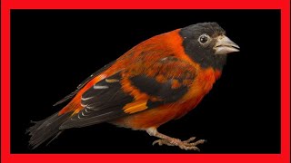 Red Siskin Bird Song Red Siskin Bird Call Sound Chirp Vocalization Melody  Carduelis Cucullatus [upl. by Adamson]