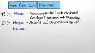 Vom Genotyp zum Phänotyp  Biologie  Genetik [upl. by Dusza]