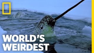 Narwhals  Worlds Weirdest [upl. by Richarda]